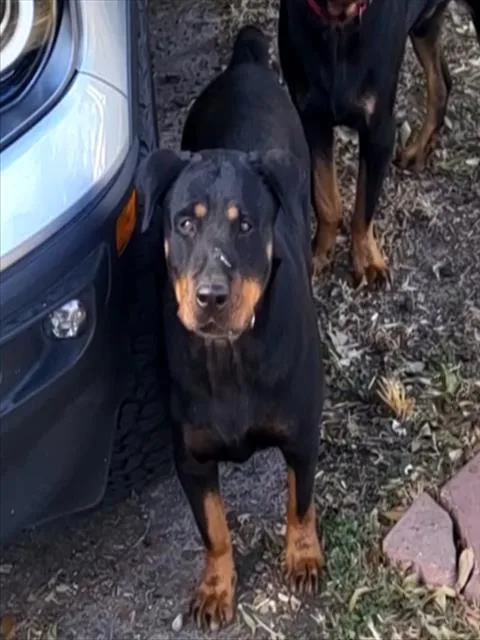 A young medium-sized female Rottweiler dog named Sandy for adoption in San Antonio, TX