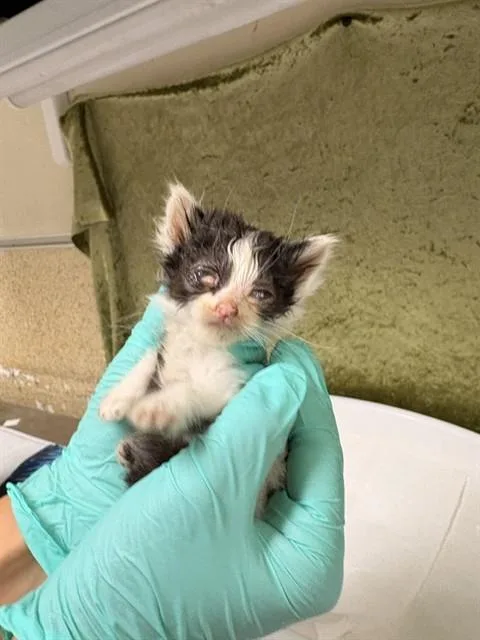 A baby medium-sized female Domestic Short Hair cat named Bean for adoption in Riverside, CA
