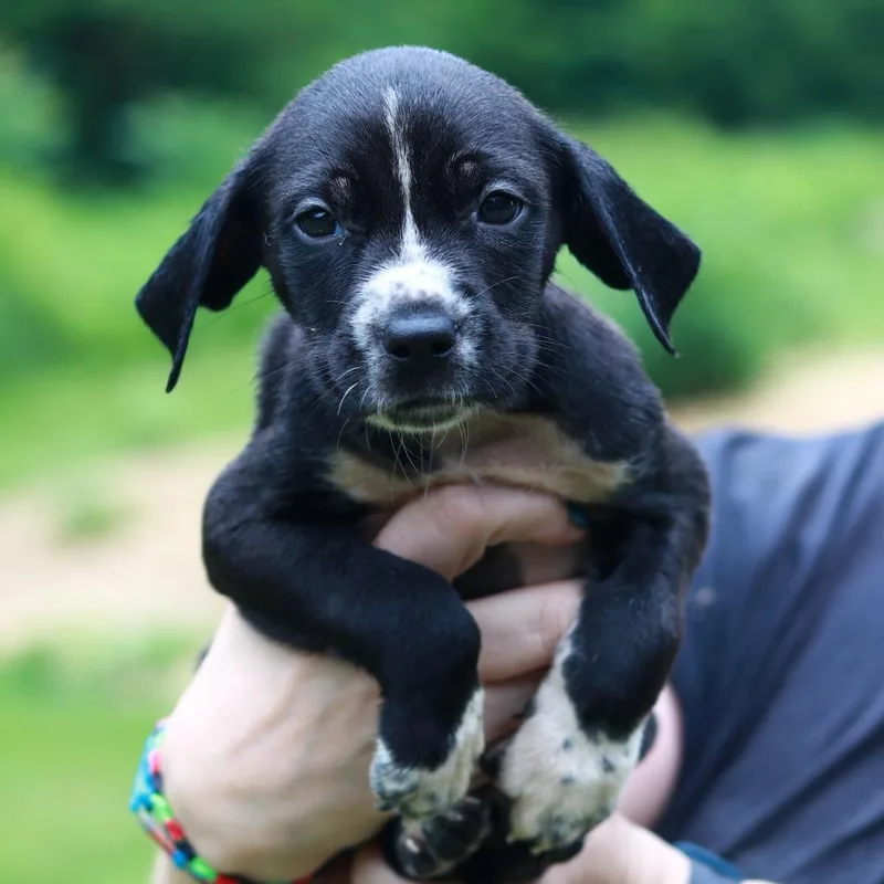 A baby small-sized male Black Labrador Retriever dog named CT Brussel Sprout avail for adoption in Stormville, NY