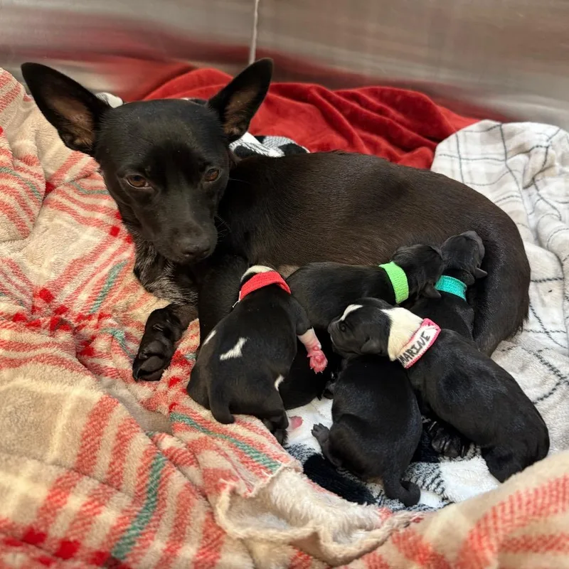A baby small-sized female Black Chihuahua dog named Sapphire for adoption in Cedar Park, TX