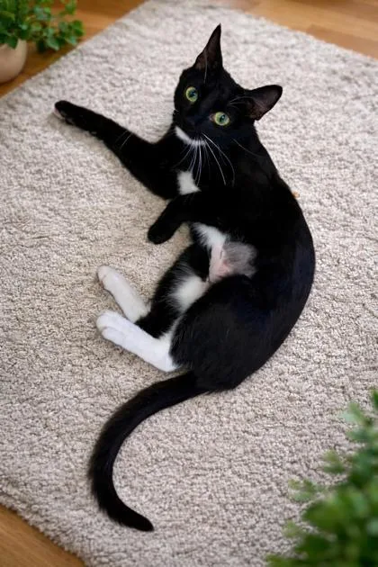 A young medium-sized female Domestic Short Hair cat named Mitsie $ for adoption in Seneca, SC