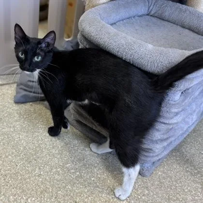 Mitsie $ thumbnail 2