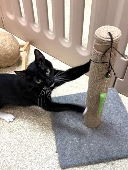 Mitsie $ thumbnail 3