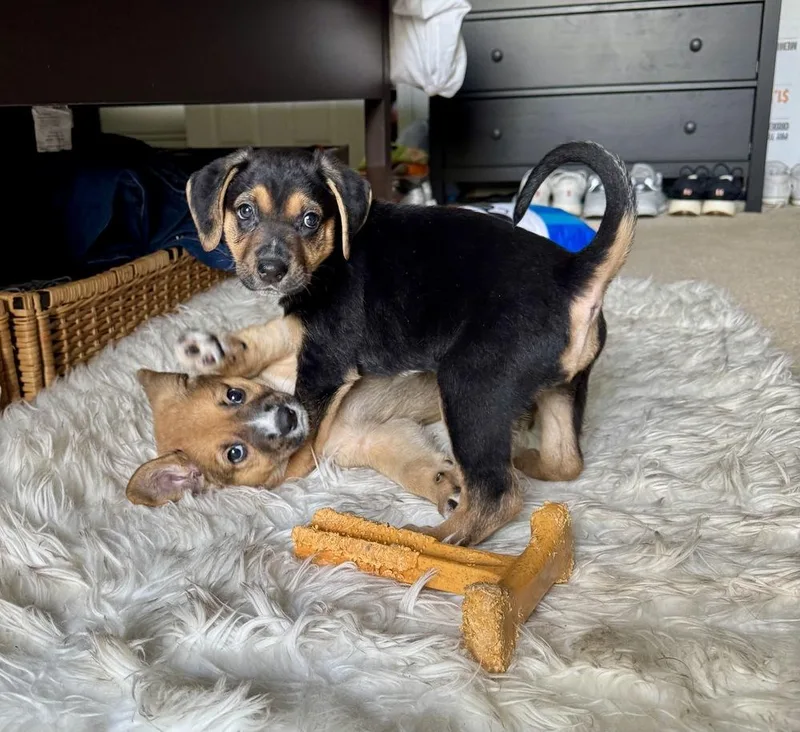 A baby large-sized female Brown / Chocolate German Shepherd Dog dog named McKay for adoption in Greenlawn, NY