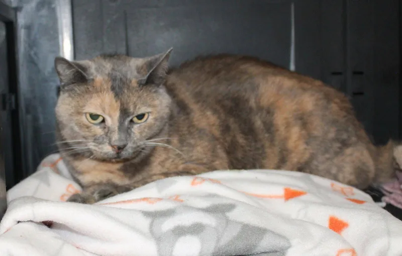 An adult medium-sized female Domestic Short Hair cat named Katie for adoption in Prattville, AL