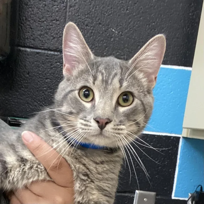 A young medium-sized male Gray / Blue / Silver Domestic Short Hair cat named Rio for adoption in Ardmore, OK