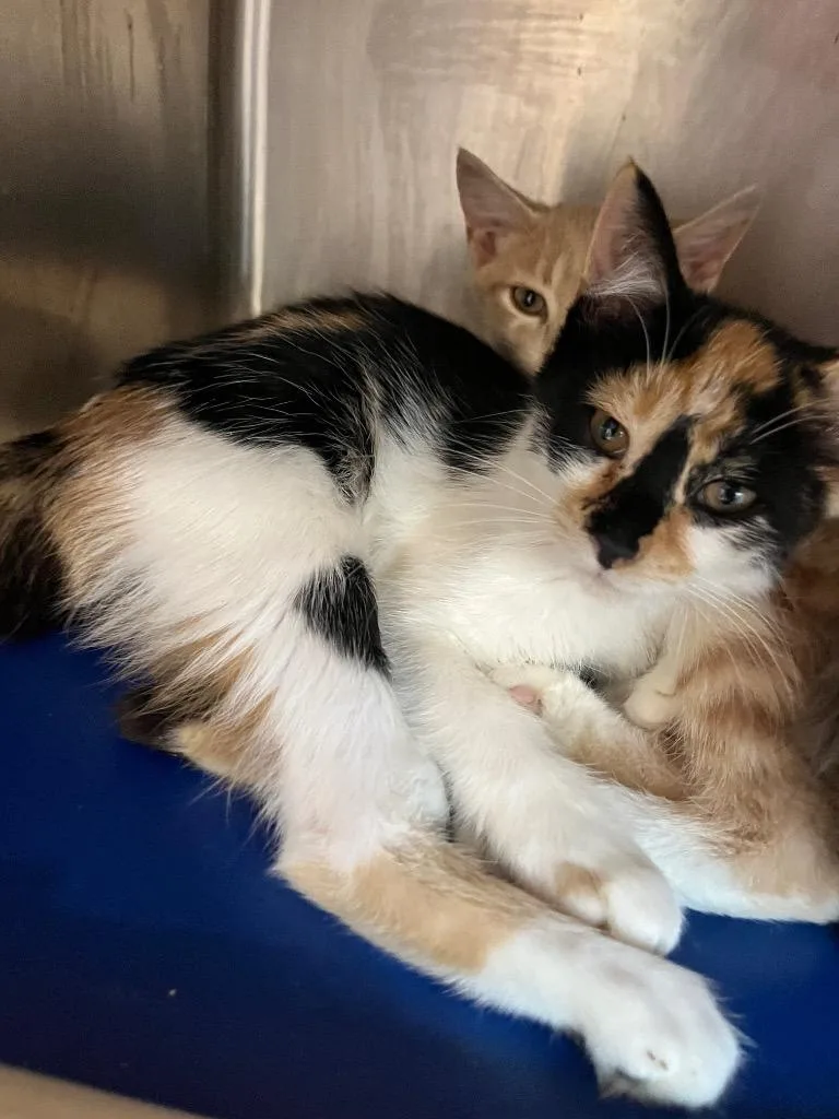 A baby small-sized female Domestic Short Hair cat named Delphine for adoption in Hopkinsville, KY
