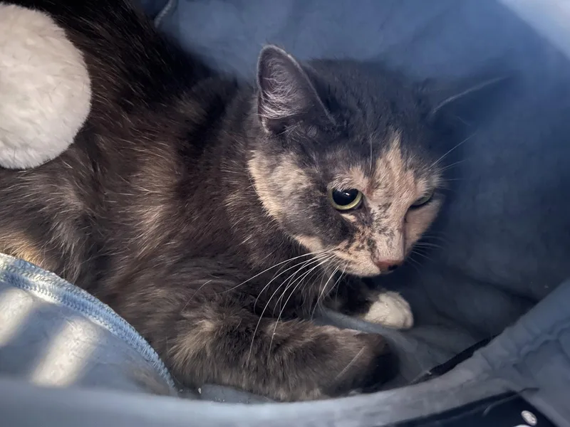 A senior medium-sized female Domestic Short Hair cat named Heidi for adoption in Aurora, CO