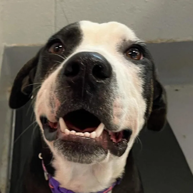 A young medium-sized female Mixed Breed dog named Anna for adoption in Beckley, WV