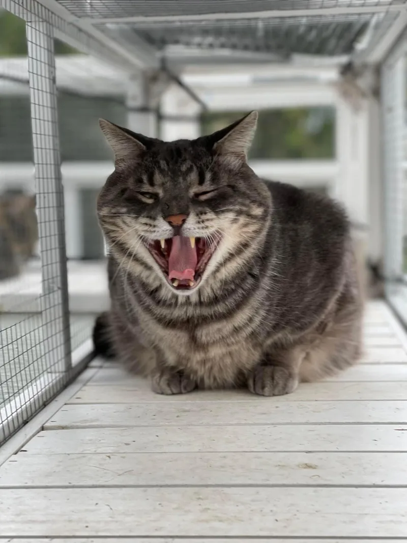 An adult extra large-sized male Tabby (Gray / Blue / Silver) Domestic Short Hair cat named Ashton for adoption in Newark, NJ