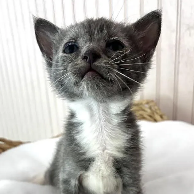 A baby small-sized male Brown / Chocolate Domestic Short Hair cat named Sage for adoption in Staten Island, NY