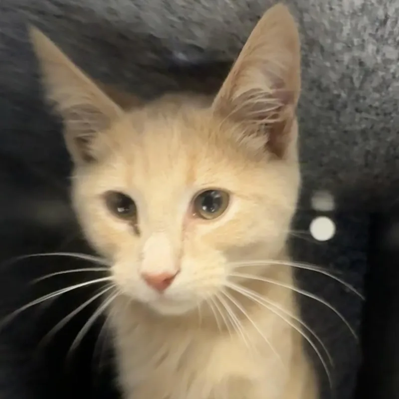A baby small-sized male Buff / Tan / Fawn Domestic Short Hair cat named Merlin for adoption in Greenville, SC