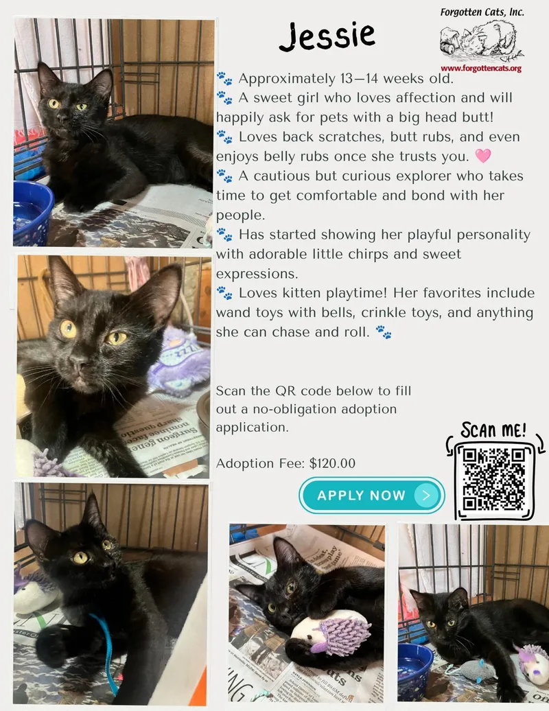 A young medium-sized female Black Domestic Short Hair cat named Jessie for adoption in Greenville, DE