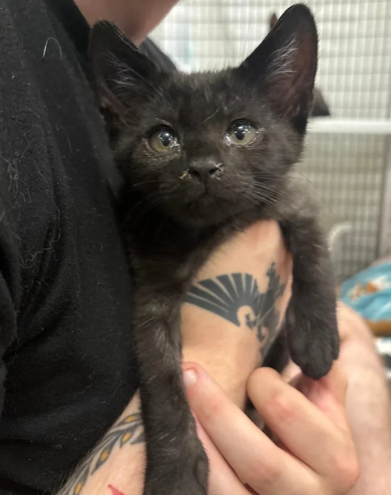 A baby medium-sized male Domestic Short Hair cat named Tarvos for adoption in Raleigh, NC