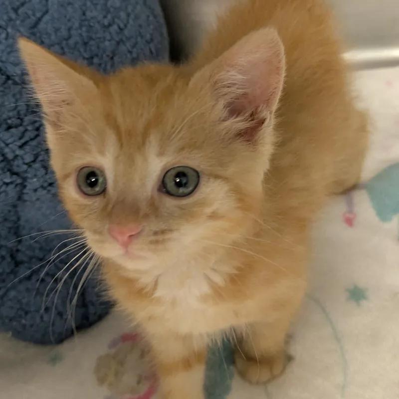 A baby small-sized female Orange / Red Domestic Short Hair cat named Sunflower for adoption in West Olive, MI