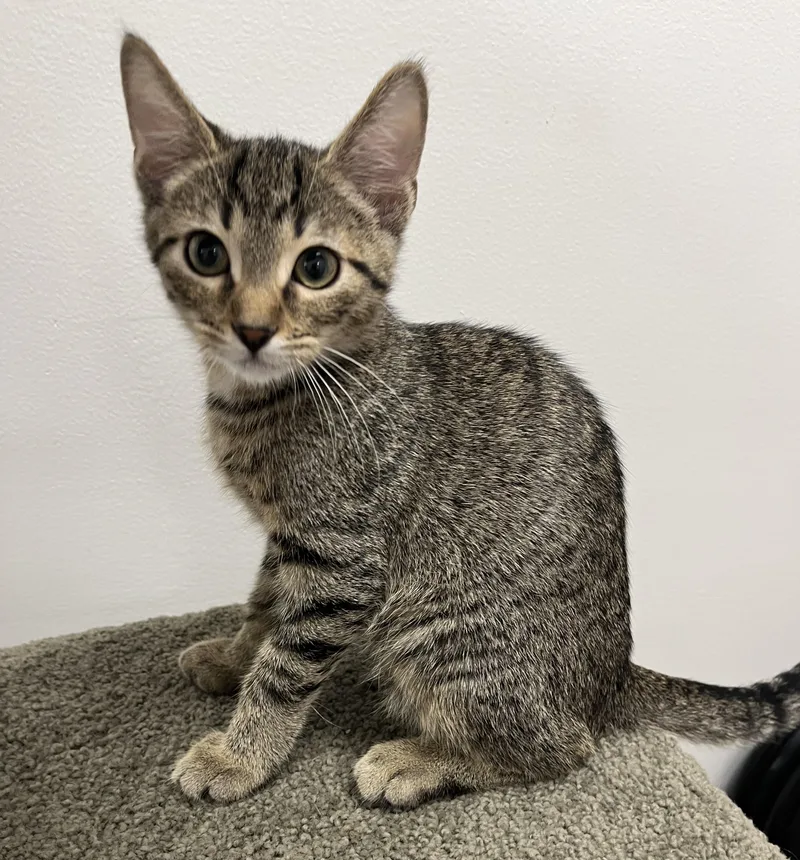 A baby medium-sized male Tabby (Brown / Chocolate) Domestic Short Hair cat named Emory  Churu Connoisseur for adoption in Pickerinton, OH