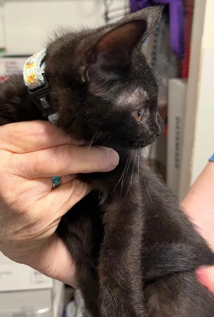 A baby small-sized female Domestic Short Hair cat named Layla for adoption in Thompson Falls, MT