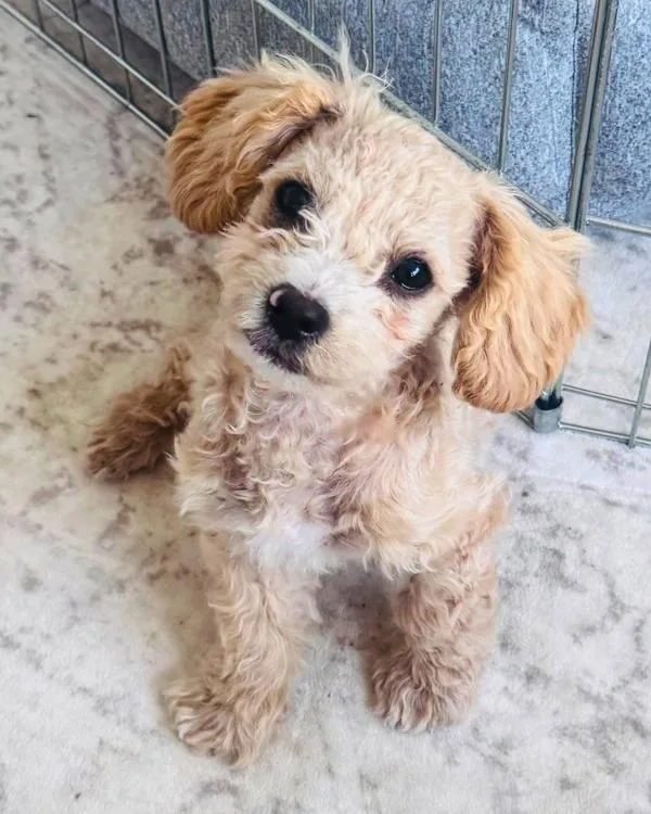 Max