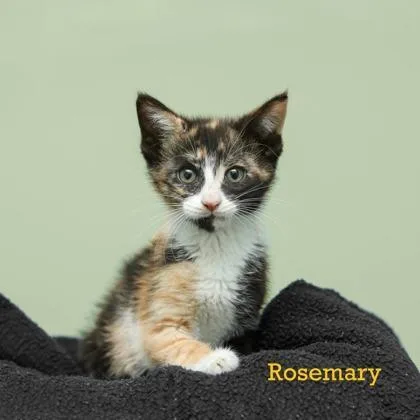 A baby small-sized female Domestic Short Hair cat named Rosemary for adoption in Parma, OH