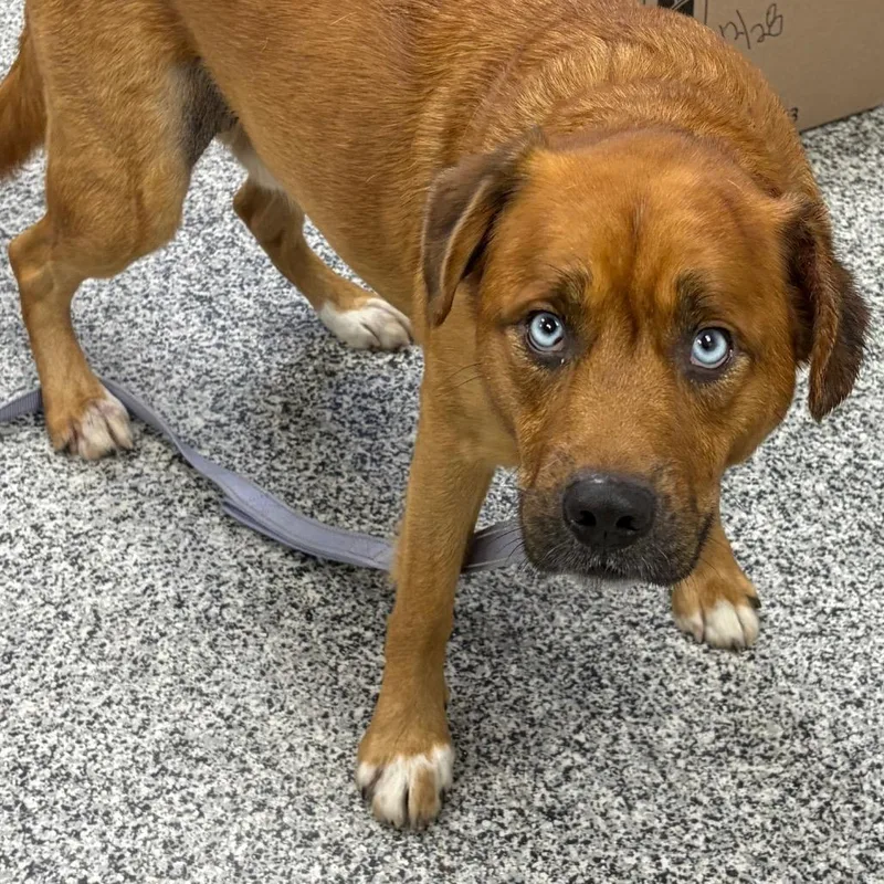 A young medium-sized male Brown / Chocolate Mixed Breed dog named Muggs for adoption in Mentor, OH