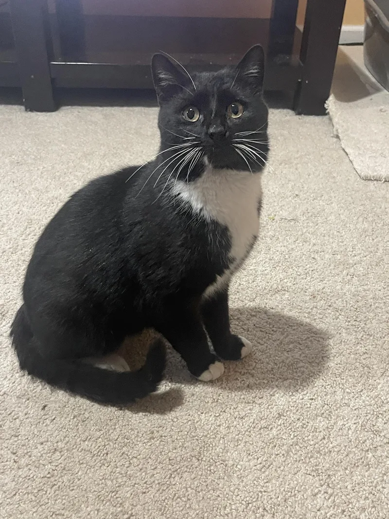 A young medium-sized male Black & White / Tuxedo Domestic Short Hair cat named Randy Wilton for adoption in Philadelphia, PA