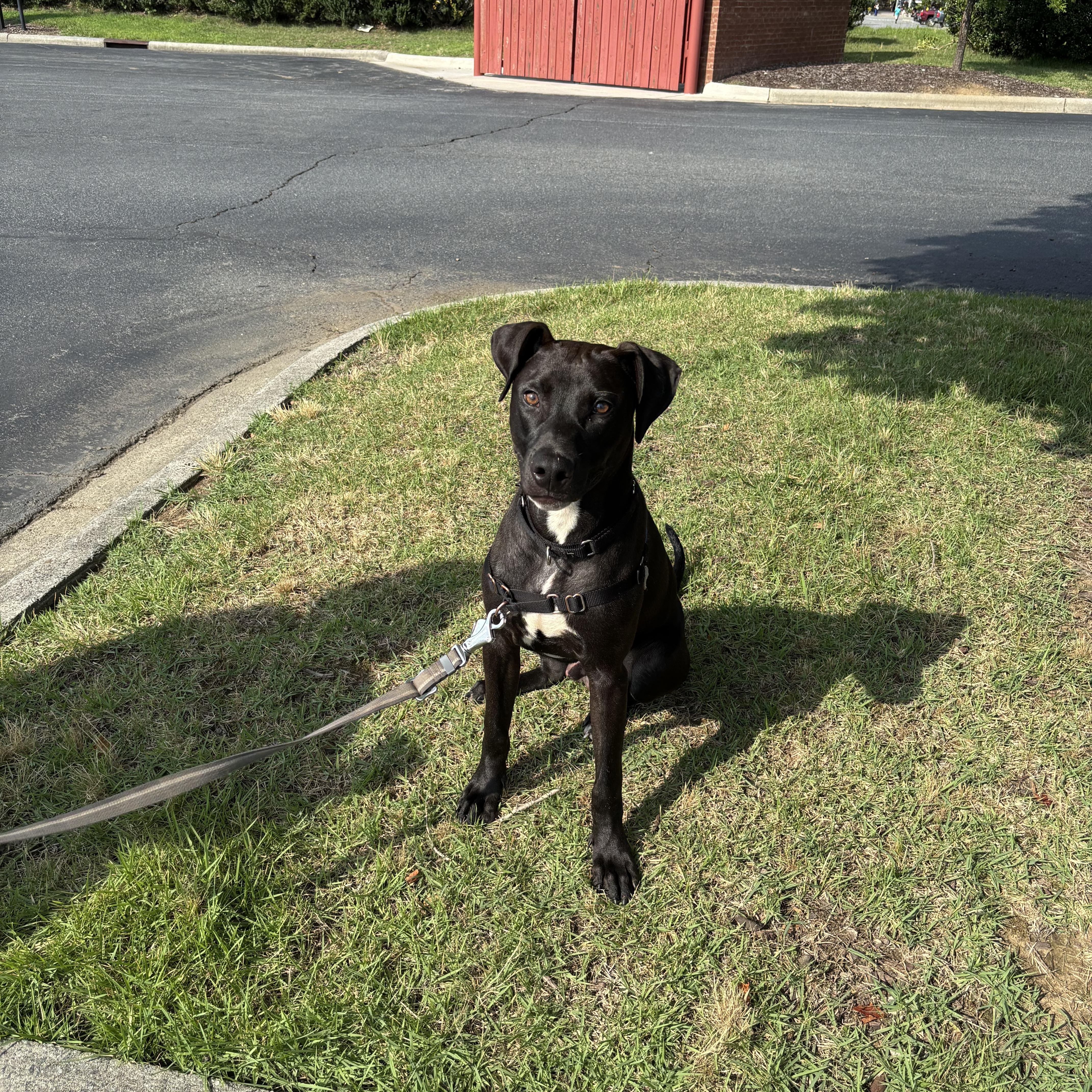 A young medium-sized male Black Labrador Retriever dog named Twizzler for adoption in Kannapolis, NC