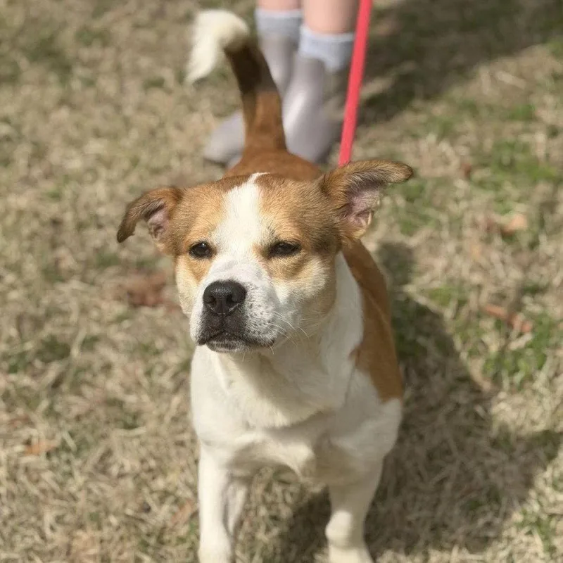 A young medium-sized male Basset Hound dog named Japan for adoption in Locust Fork, AL