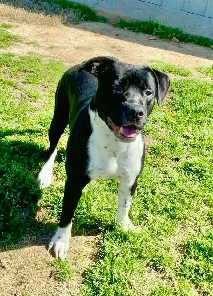 A young medium-sized male Black Boxer dog named Major for adoption in Tunica, MS