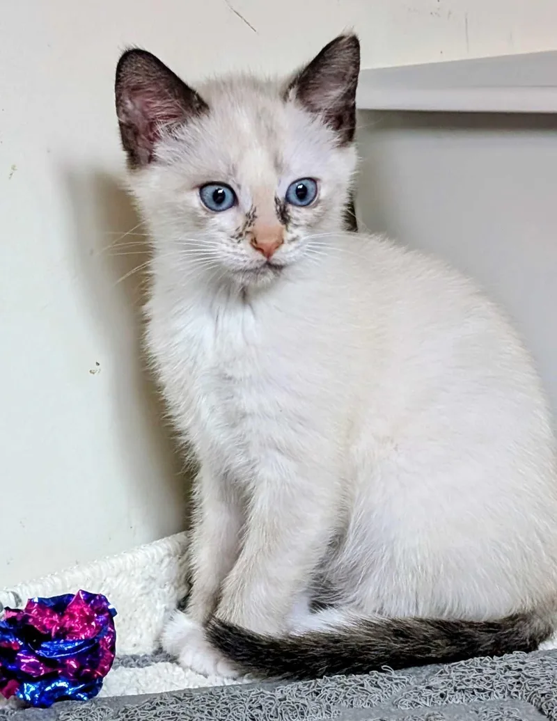 A baby medium-sized female Seal Point Domestic Short Hair cat named Rosemary And Cilantro for adoption in Seattle, WA
