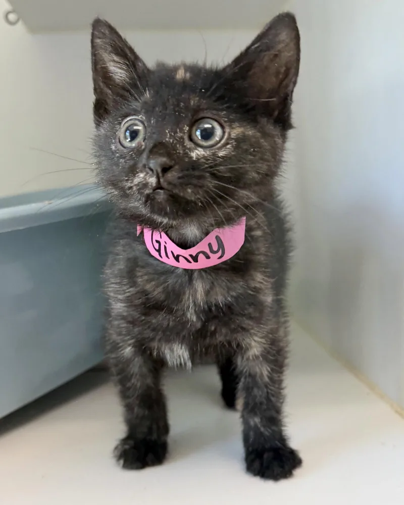 A baby small-sized female Black Domestic Short Hair cat named Ginny for adoption in Oakland, CA