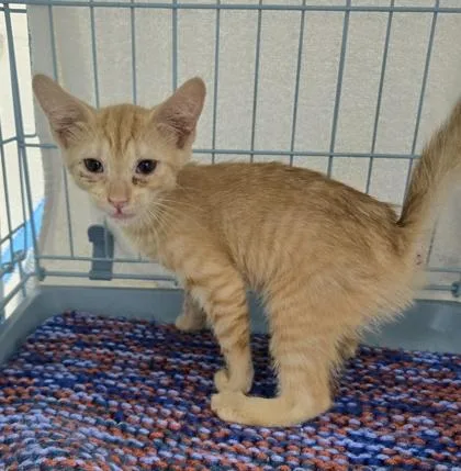 A baby small-sized female Domestic Short Hair cat named Gouda for adoption in Gainesville, FL