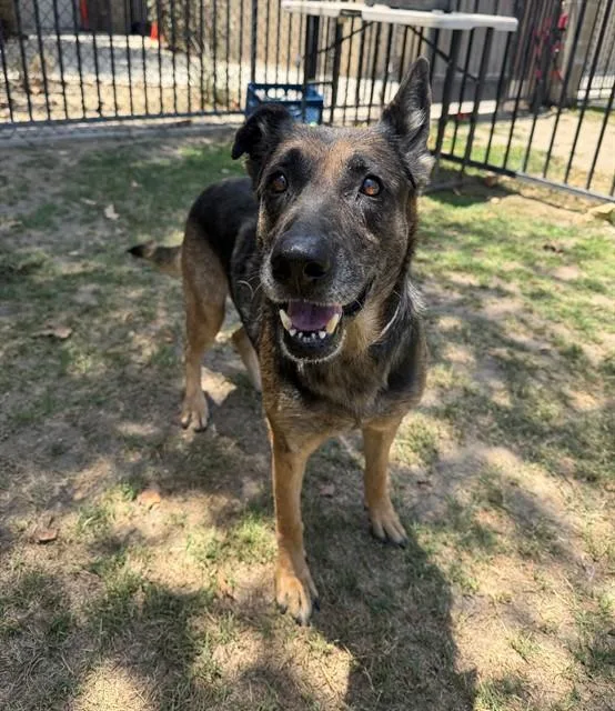 An adult large-sized female German Shepherd Dog dog named Peaches for adoption in Riverside, CA
