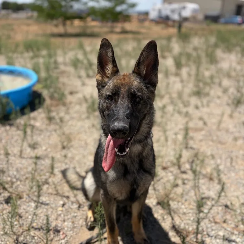 A young medium-sized female Black German Shepherd Dog dog named Lucia for adoption in Taos, NM