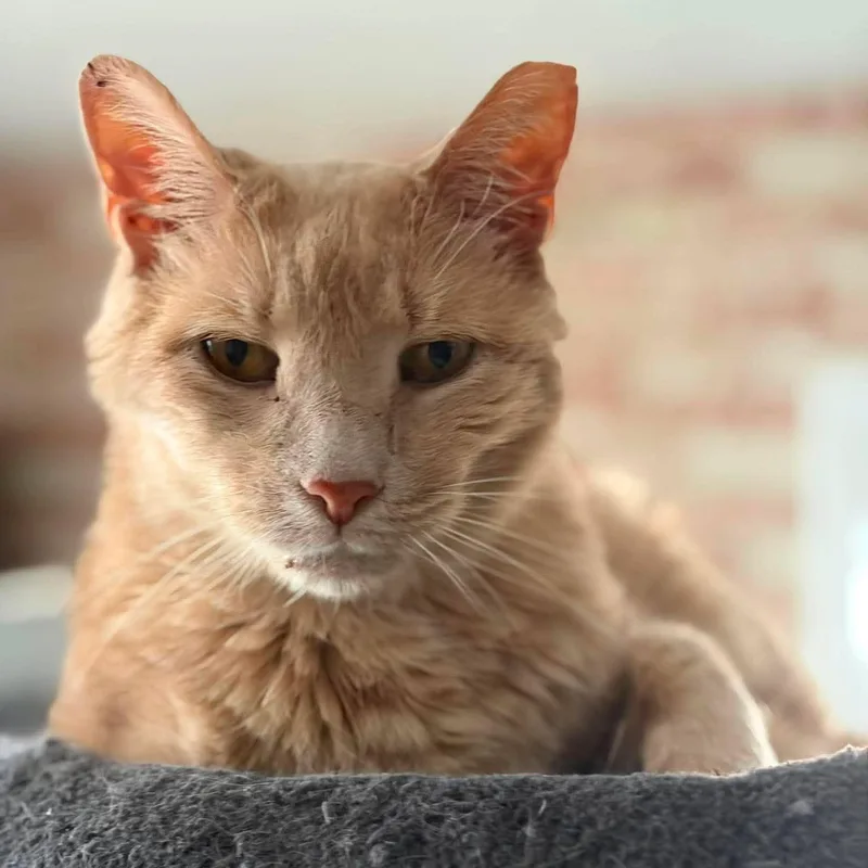 A senior large-sized male Buff / Tan / Fawn Domestic Short Hair cat named Dean for adoption in Huntington, NY