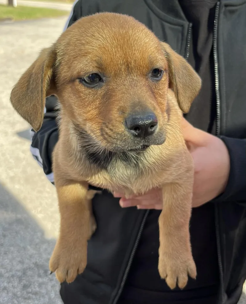 Jelly Bean The Chiweenie