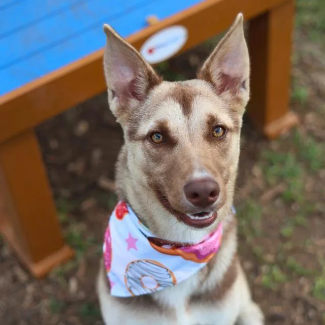 A young medium-sized male German Shepherd Dog dog named Jax for adoption in San Antonio, TX