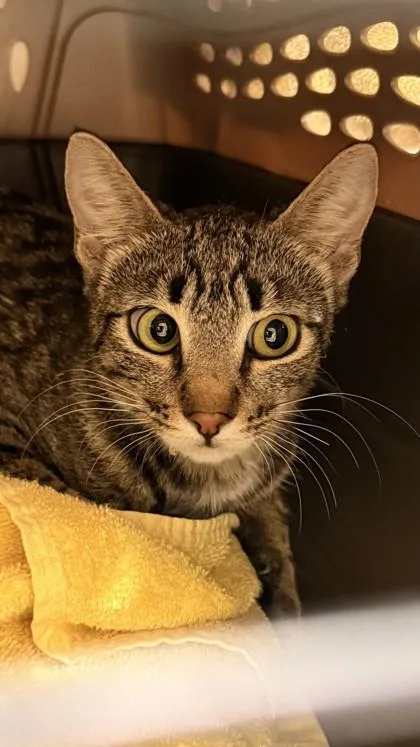 An adult medium-sized female Domestic Short Hair cat named Juno for adoption in Honolulu, HI