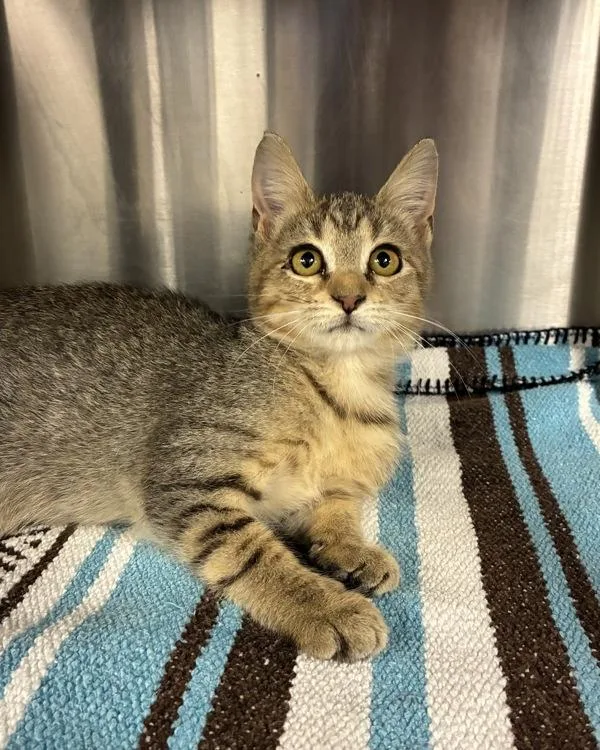 A baby small-sized female Domestic Short Hair cat named Cliffhanger for adoption in Richmond, VA