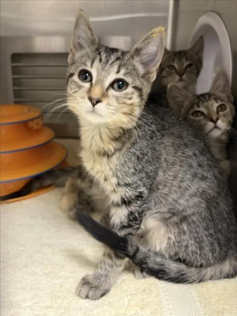 A baby small-sized female Domestic Short Hair cat named Mimmi for adoption in Chapel Hill, NC