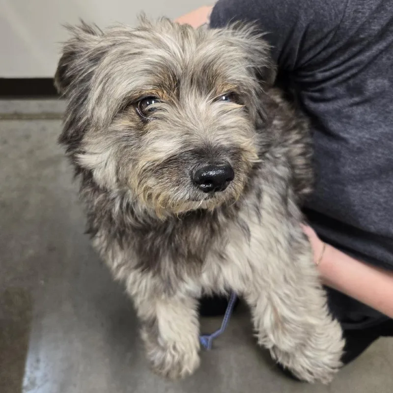 A baby small-sized male Sable Mixed Breed dog named SICStray for adoption in Washington Township, OH