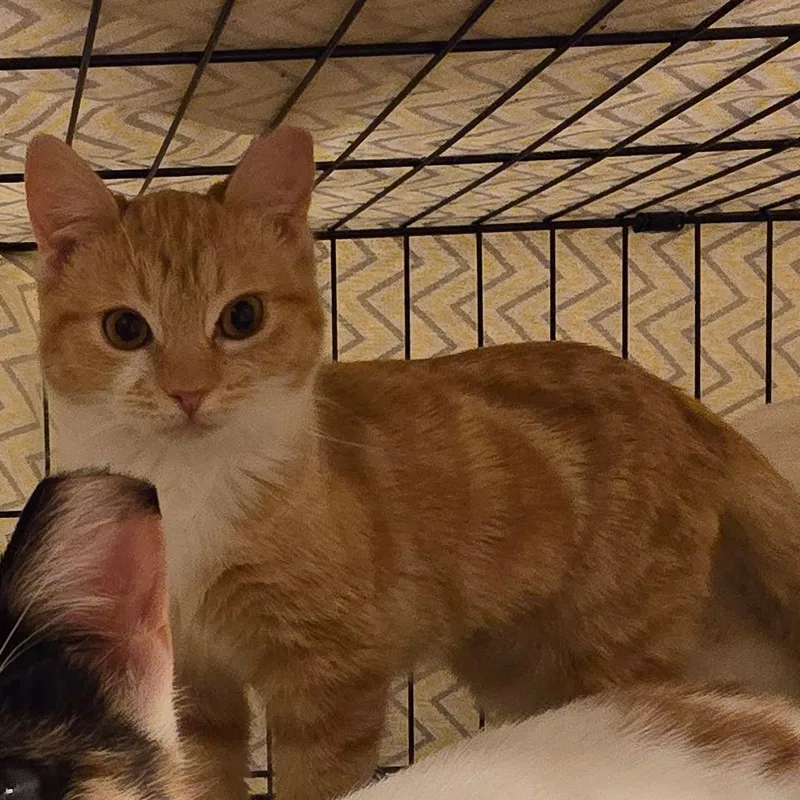 A young small-sized female Orange / Red Domestic Short Hair cat named Caesarissa Aka Ceasar for adoption in Grantsville, UT