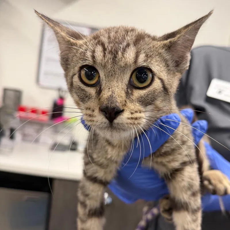 A baby small-sized male Gray / Blue / Silver Domestic Short Hair cat named Marmalade for adoption in Tampa, FL