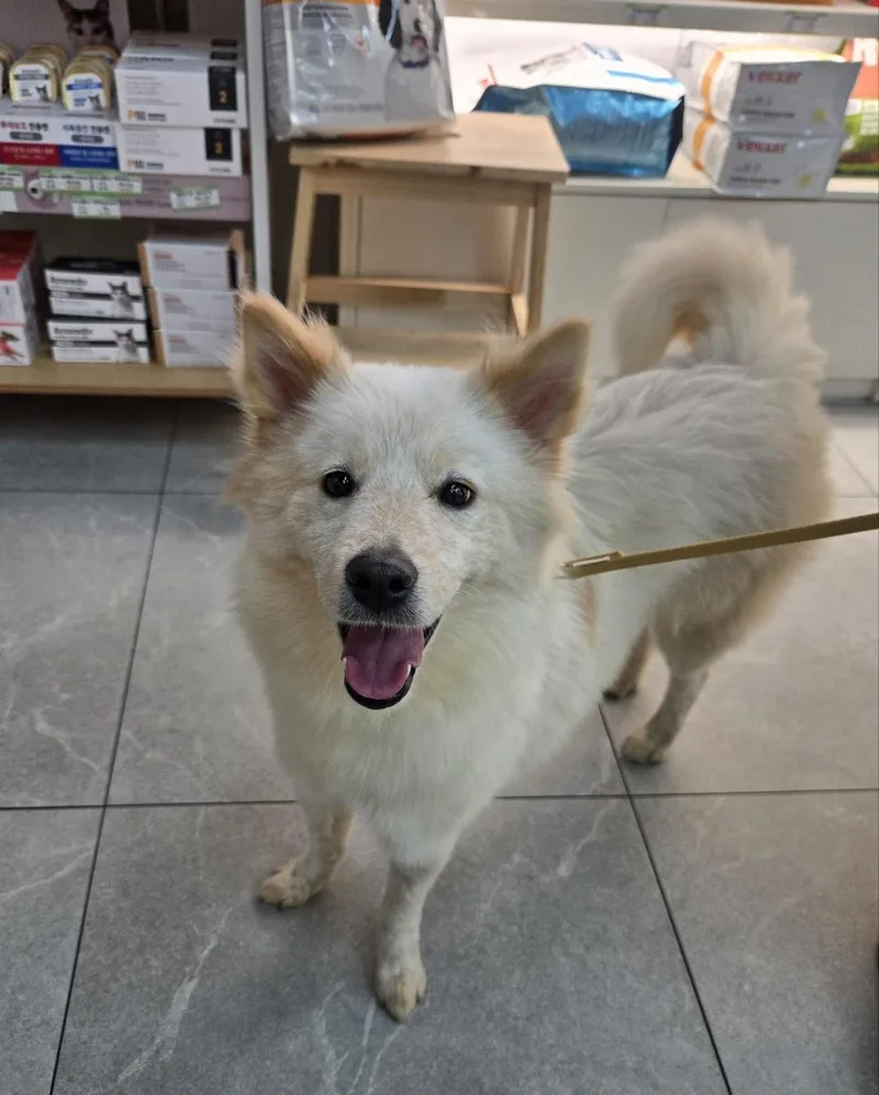 A young small-sized female Spitz dog named Vivi for adoption in Duluth, GA