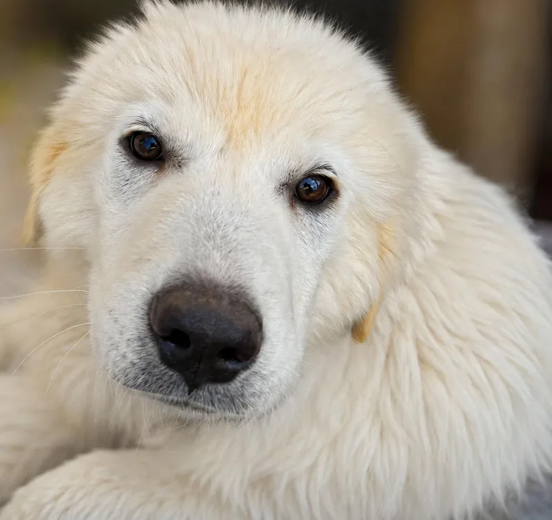 A baby large-sized female White / Cream Great Pyrenees dog named Sweet Cream for adoption in Kiowa, OK