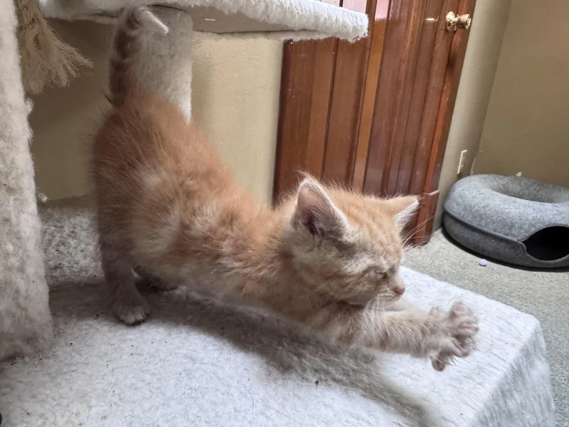 A baby small-sized male Domestic Long Hair cat named Nacho for adoption in Crystal Lake, IL