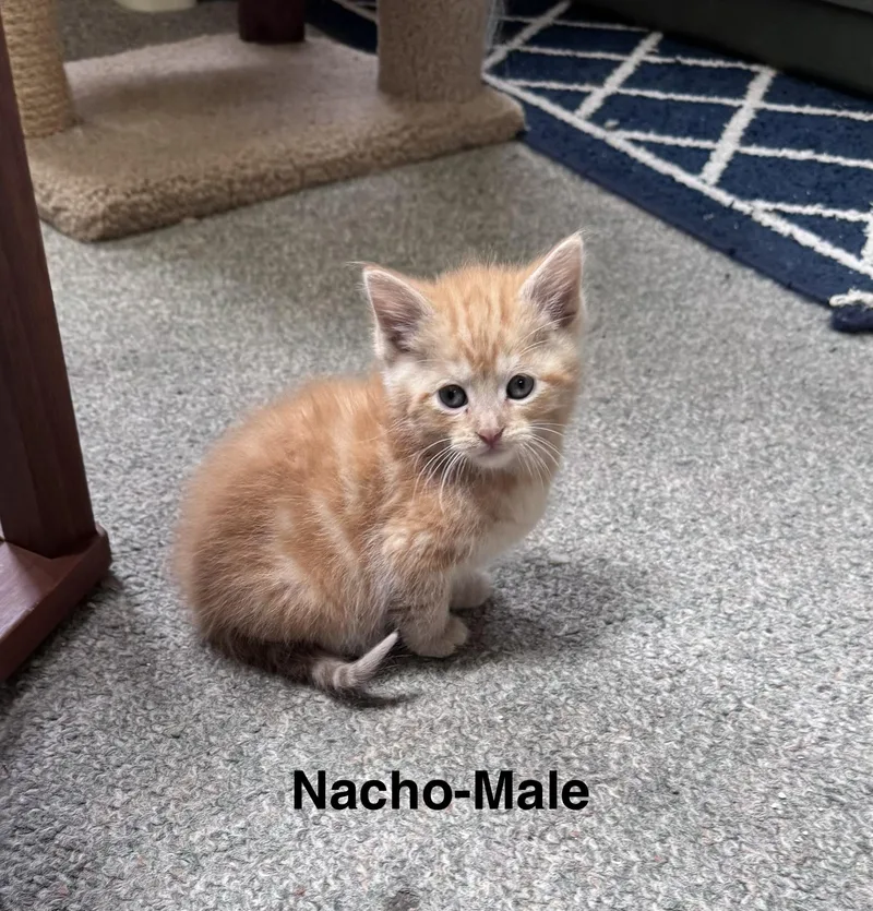 Nacho thumbnail 2