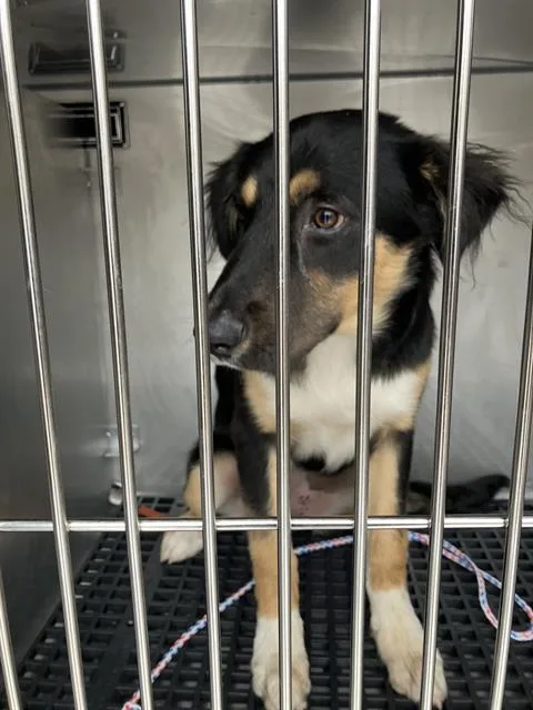 A young large-sized female Mixed Breed dog named Dolly for adoption in Dallas, TX