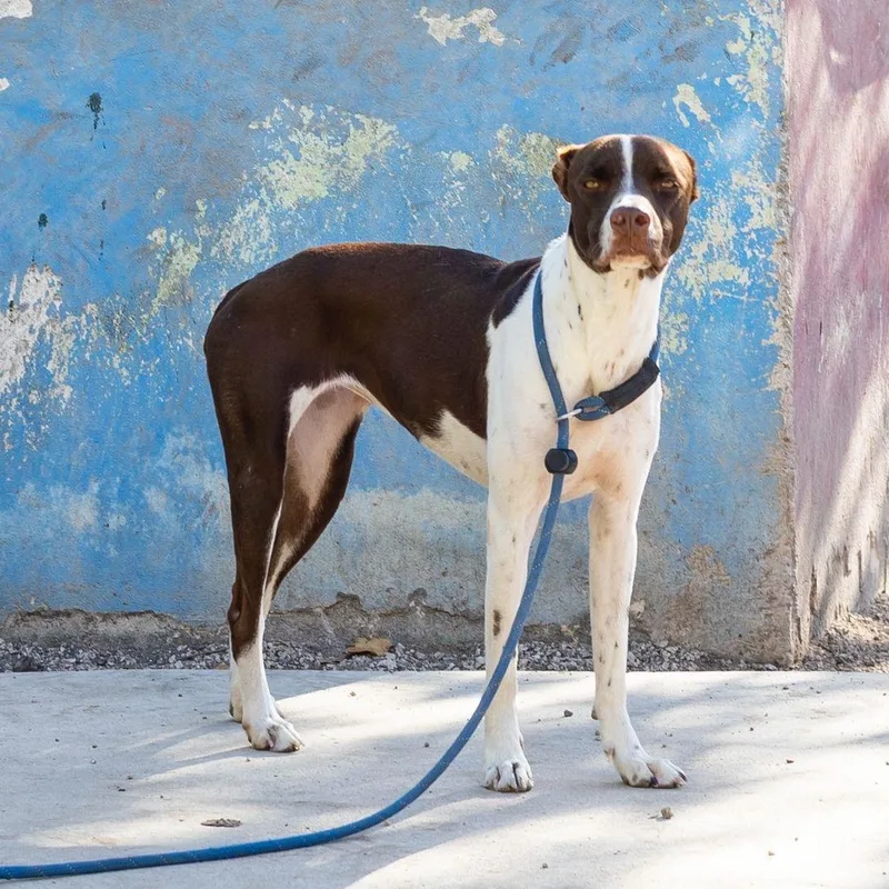 An adult medium-sized female Bicolor Whippet dog named Isabella for adoption in New York, NY