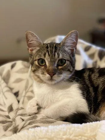 A young medium-sized female Domestic Short Hair cat named Jeffy for adoption in Davis, CA