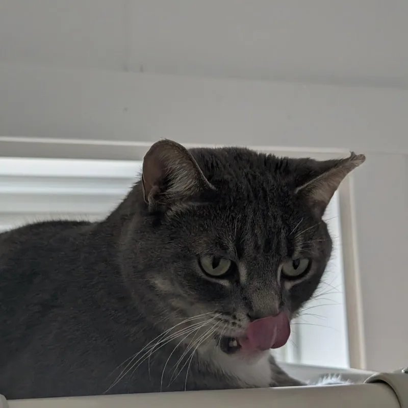 An adult small-sized male Gray / Blue / Silver Domestic Short Hair cat named Link for adoption in Blair, WI